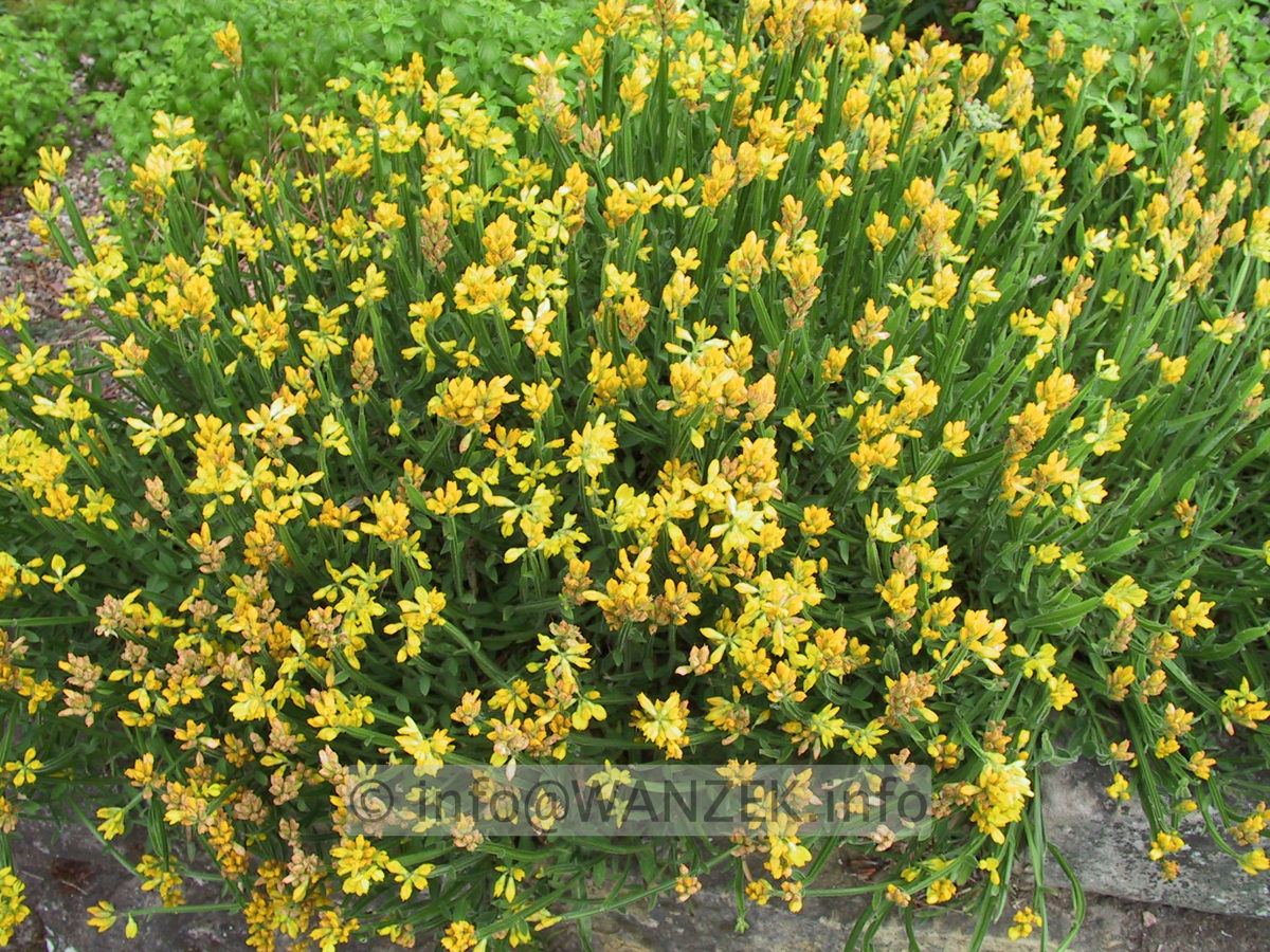 Genista saggittalis - bluehend.JPG